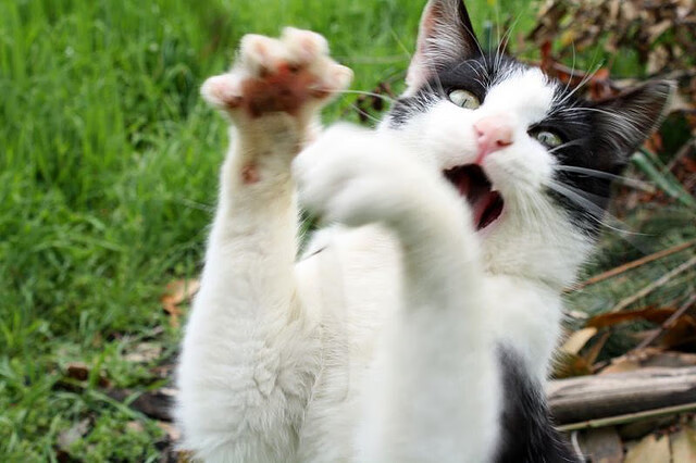 火与冰，当群狼奔袭遇上利剑封喉