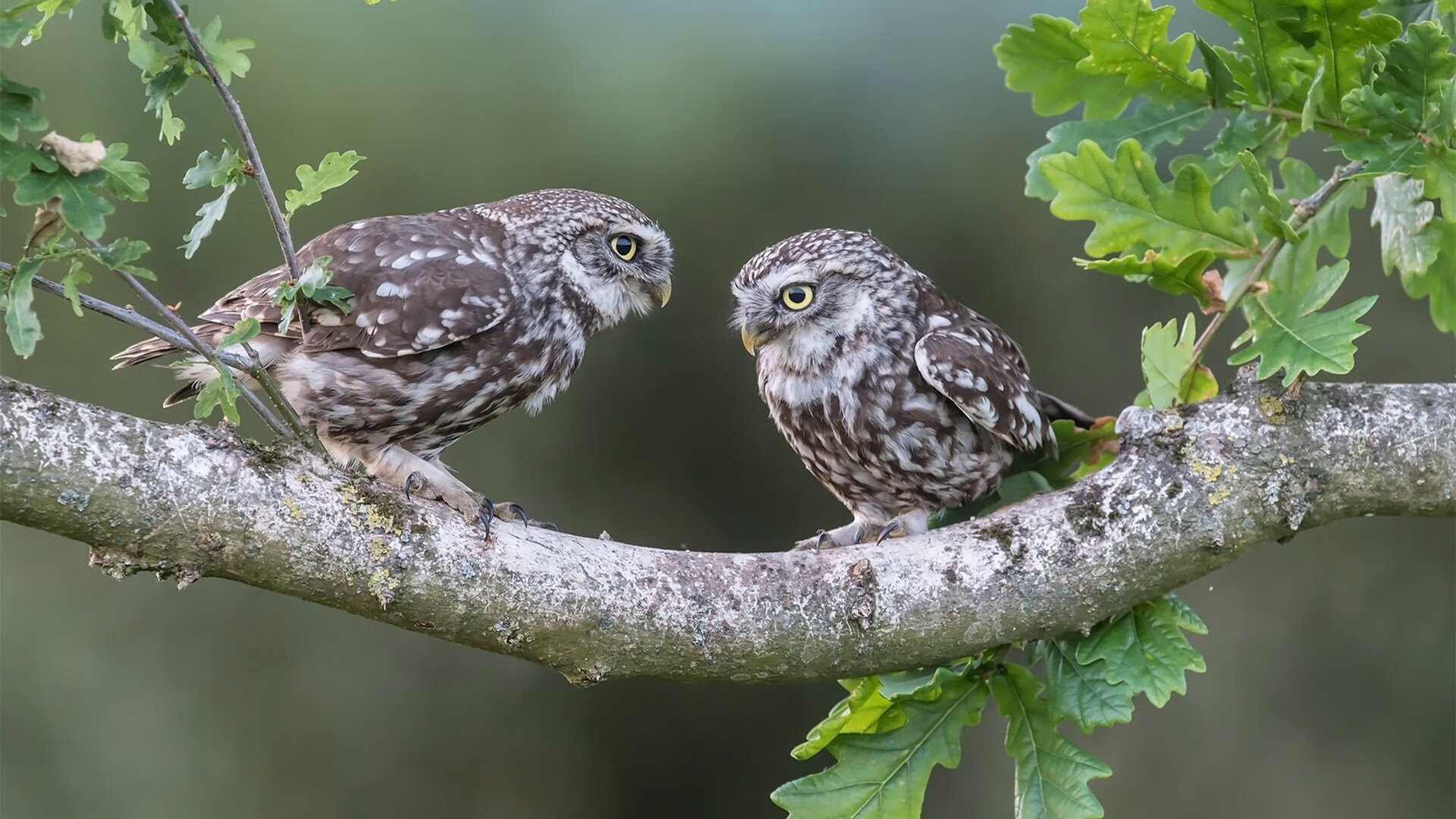 天使之翼与三狮之魂，一场跨越时空的绿茵对话