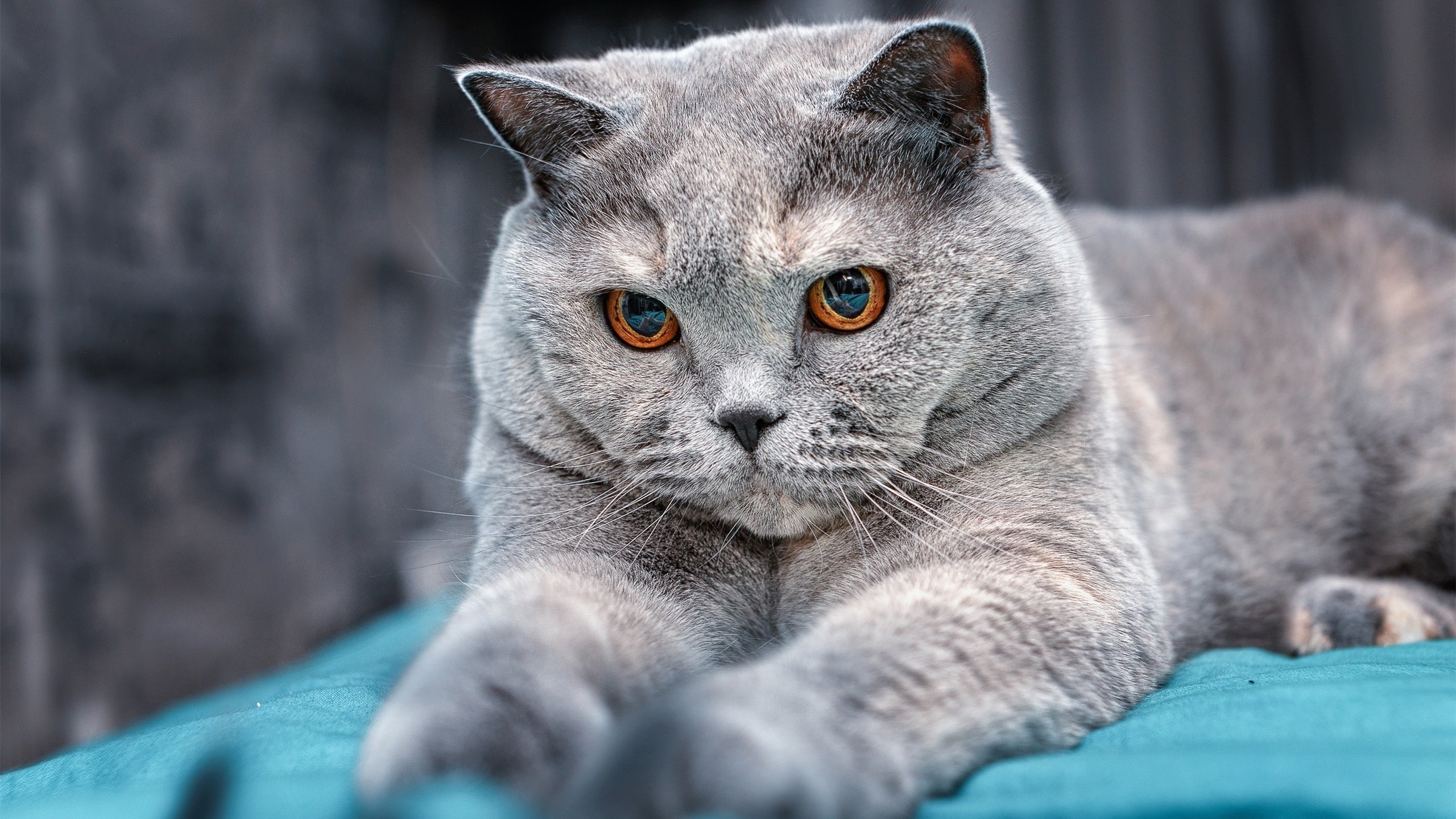 广厦VS尼克斯对决,NBA球星竟成意外主宰!哈利伯顿如何终结悬念?